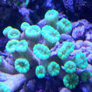 Candy cane coral Caulastraea Neon Green