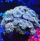 Golden Branching Hammer coral. (Euphyllia paraancora)