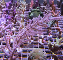 Sea whip cream Gorgonian