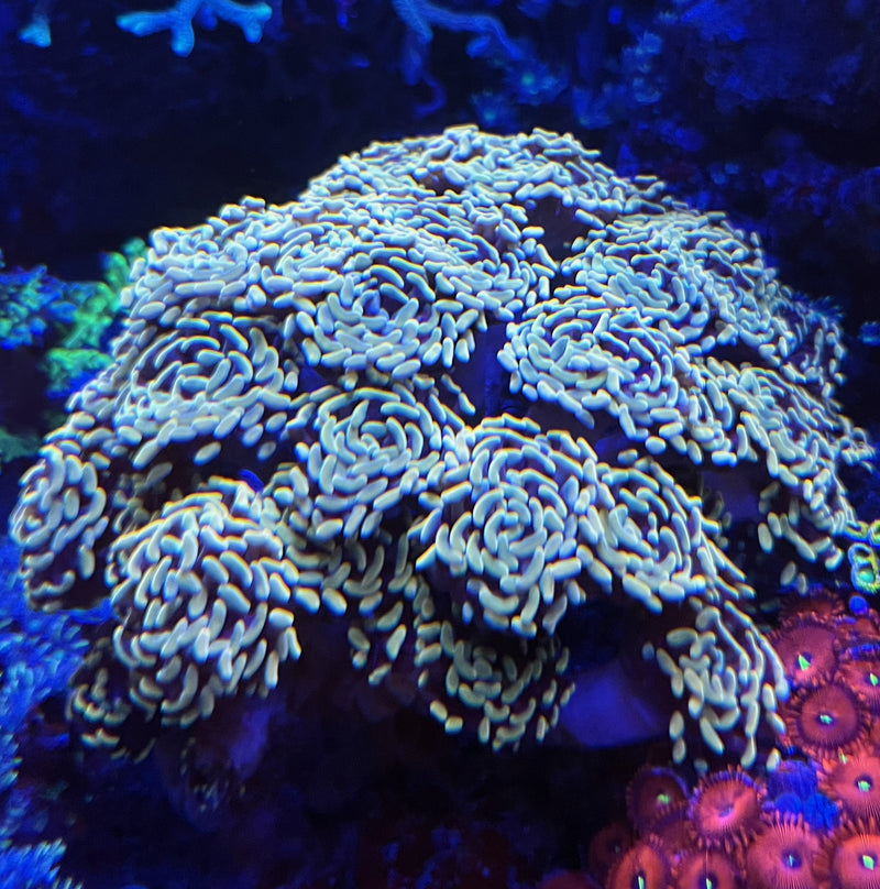 Golden Branching Hammer coral. (Euphyllia paraancora)