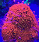 Goniopora Bernardpora stutchburyi AKA Iron Man Goniopra