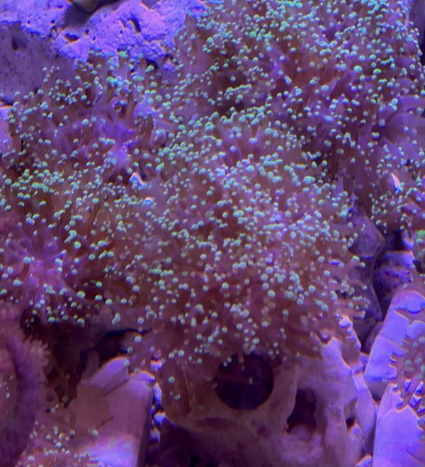 Frogspawn coral Euphyllia divisa green