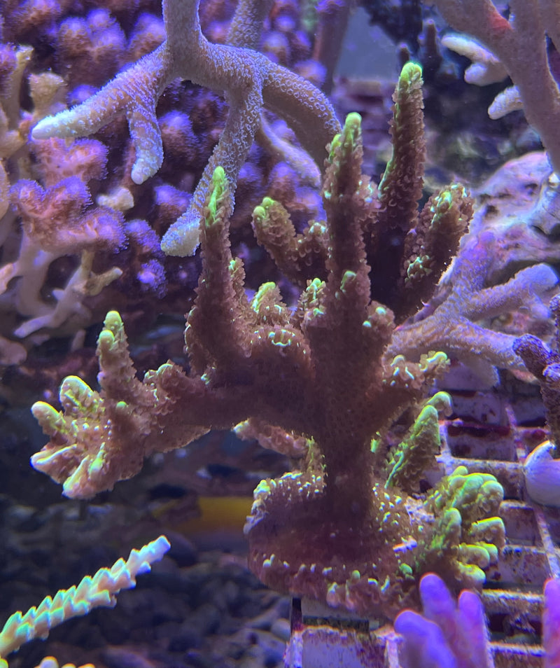 Montipora Confusa dayglow green