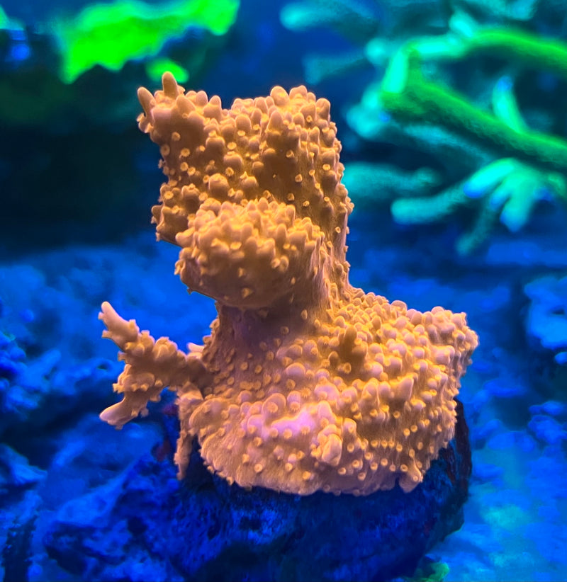 Montipora Setosa orange