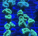 Candy cane coral Caulastraea Neon Green