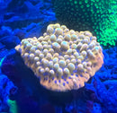 Montipora Palawanensis Beach Bum Kung Pao