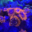 Utter Chaos Zoanthid