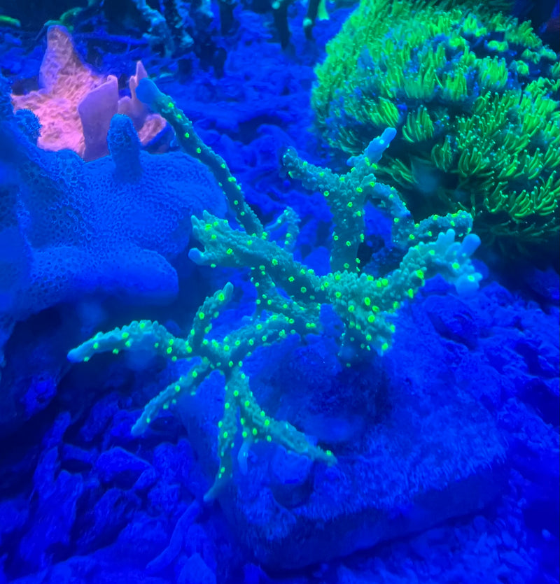 Montipora Hirsuta green