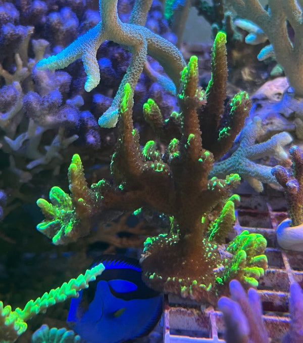 Montipora Confusa dayglow green