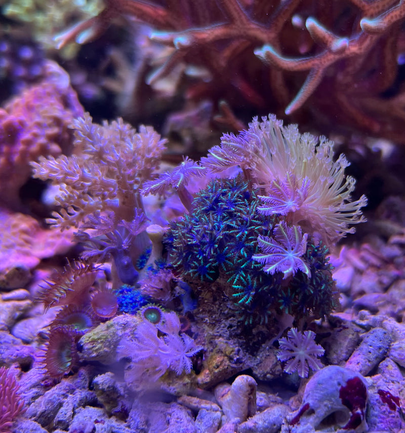 Soft Coral Garden WYSIWYG