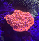 Montipora Palawanensis Beach Bum Kung Pao