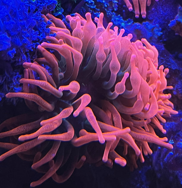 Red Bubble tip Anemone (Entacmaea Quadricolor)