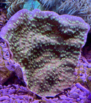 Hollywood Chalice Echinophyllia lamellosa