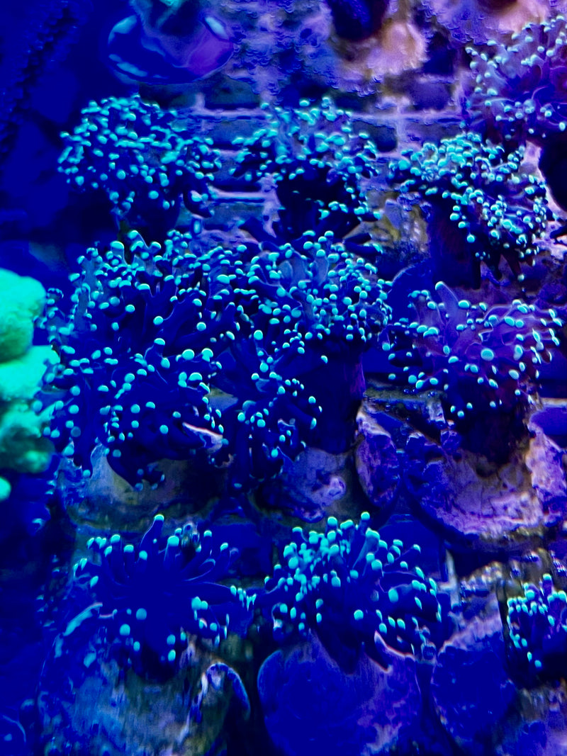 Frogspawn coral Euphyllia divisa green