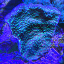 Hollywood Chalice Echinophyllia lamellosa