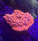 Montipora Palawanensis Beach Bum Kung Pao