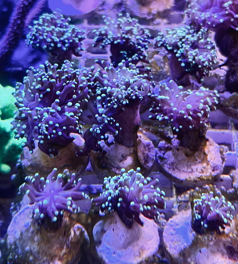 Frogspawn coral Euphyllia divisa green