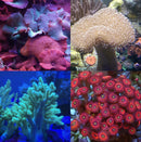 Soft Coral Beginners Frag Pack
