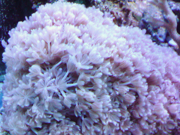 Xenia Pulse coral white