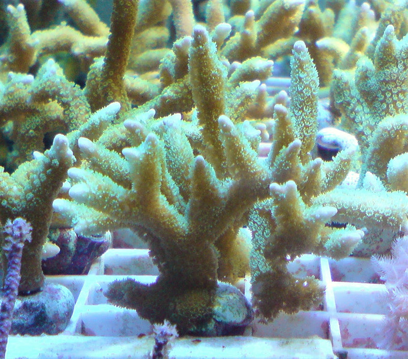 Montipora digitata lime green