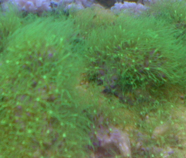 Green star polyp (GSP)