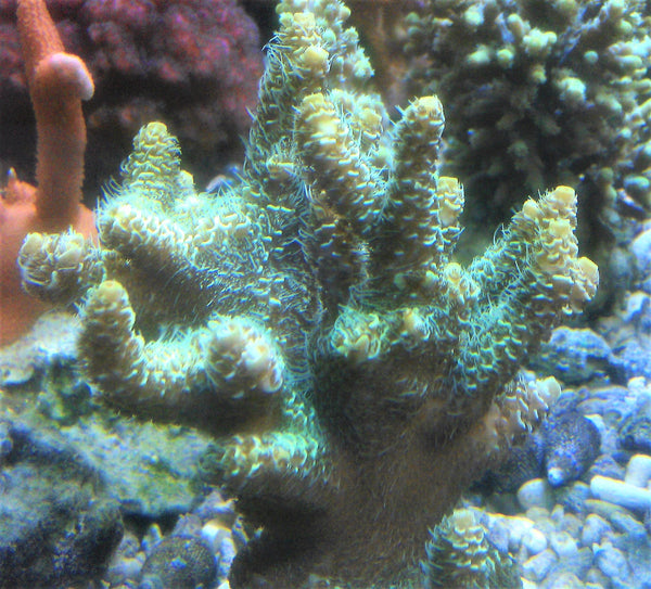 Acropora millepora yellow