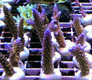 Acropora formosa blue