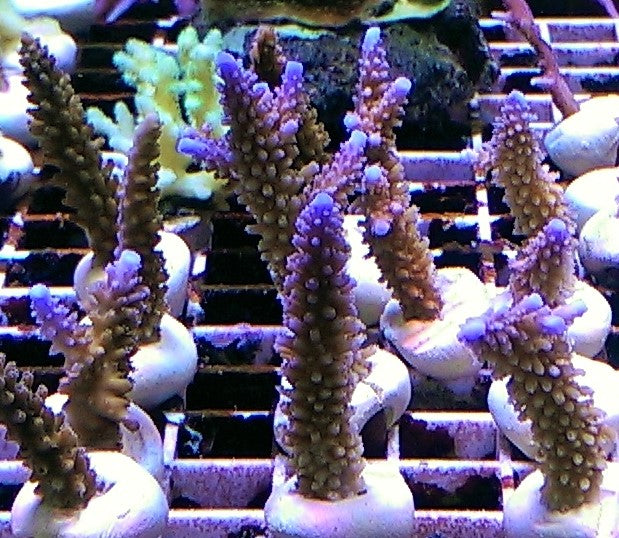 Acropora formosa blue