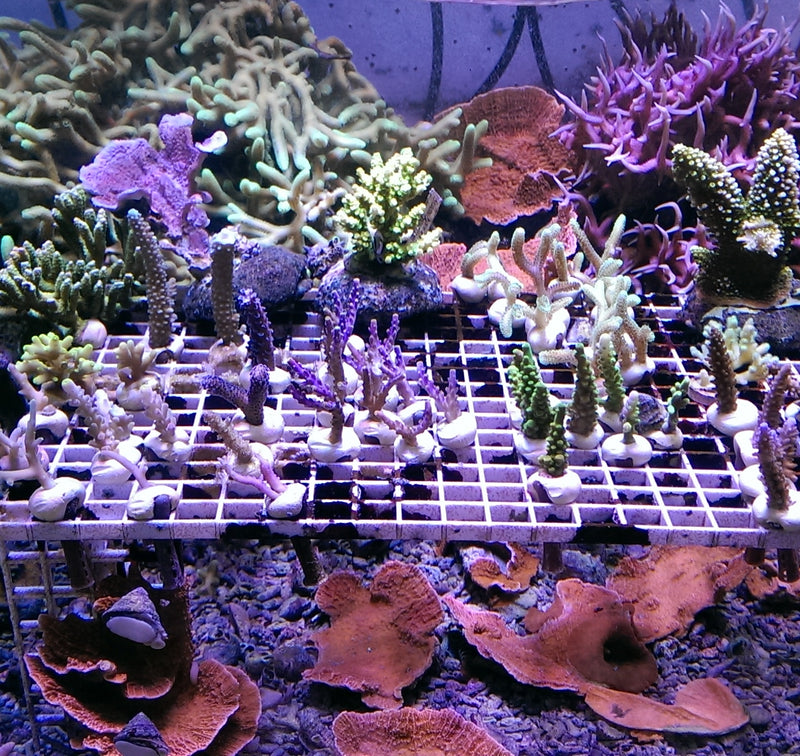 Coral frag SPS value pack