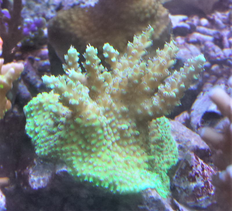 Acropora Valida sky blue