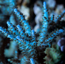 Acropora selago blue