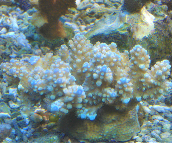 Acropora Valida sky blue