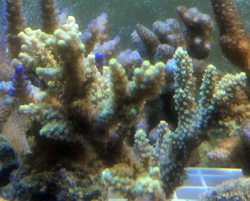 Acropora horrida mint