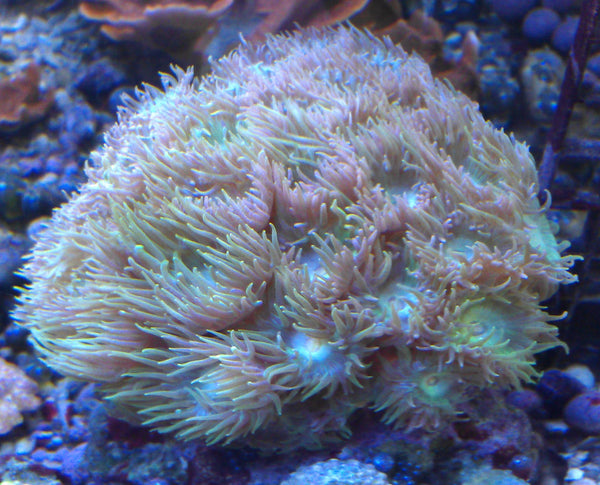 Duncan coral Duncanopsammia axifuga short
