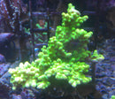 Acropora florida day glow