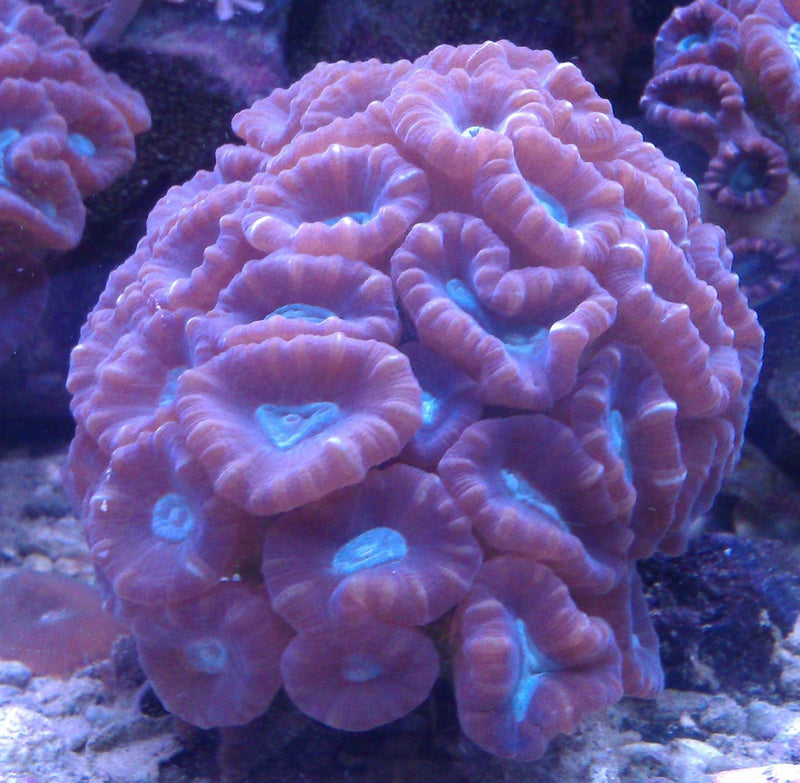 Candy cane coral Caulastraea Bullseye