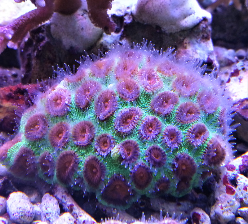 Favia Pallida Moon coral red eye