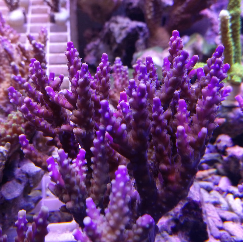 Acropora cerealis purple