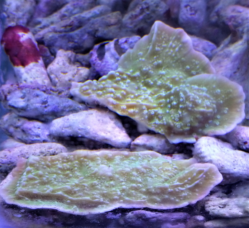 Montipora Capricornis green