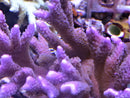 Montipora digitata purple