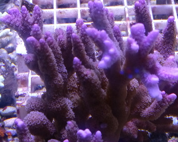 Montipora digitata purple
