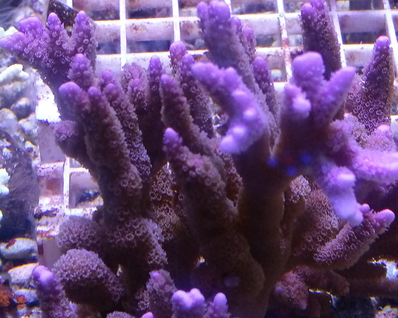 Montipora digitata purple