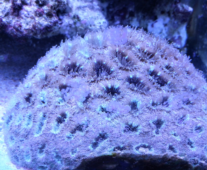 Acanthastrea echinata blue