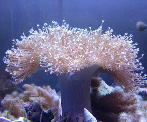 Sarcophyton Long polyp Toadstool