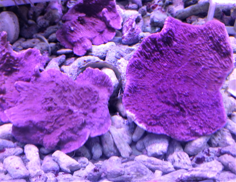 Montipora Capricornis purple