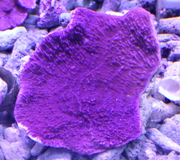 Montipora Capricornis purple