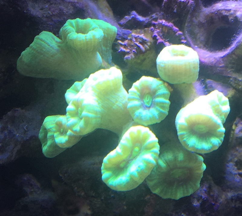 Candy cane coral Caulastraea Lime