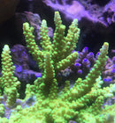 Acropora tenius neon green