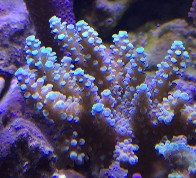 Acropora Anthocercis sky blue