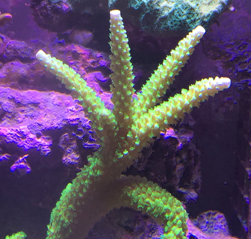 Acropora Bali slimer